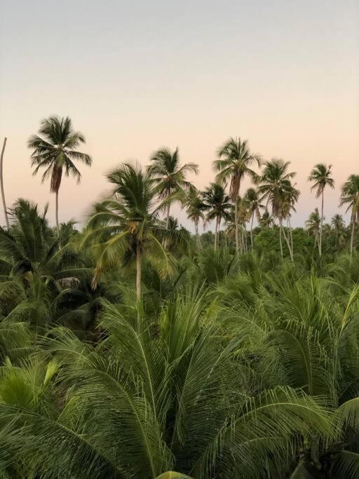 Recanto Dos Coqueirais São Miguel dos Milagres Kültér fotó